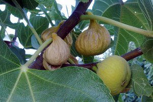 İncirde böylesi ilk kez yaşandı