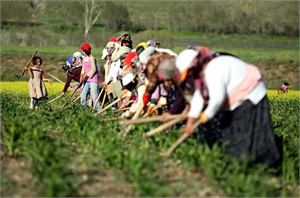Ordu`da Organik Tarım Gelişiyor