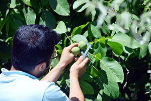 İskilip`te Ceviz Envanter Çalışması Sürüyor