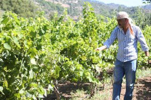 İzmir`in Unutulan Misket Üzümü Yeniden Yetiştiriliyor