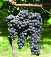 Erkenci Üzümler Gecikti