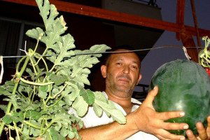 Karpuzu Dalda Yetiştirmeyi Başardı