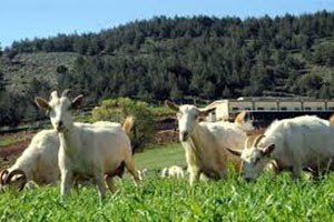 Keçi Çiftliği Kuran Kadın Girişimciler, Pazarlama Sorunu Yaşıyor