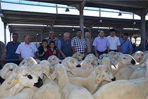 Koçlar Hak Sahibi Çiftçilere Dağıtıldı