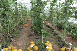 Kuraklığa Dayanıklı Kavunlar Üreticiyle Buluşuyor