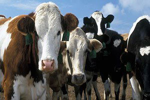 Yine bayram öncesi, yine ithalat ve fiyat kavgası!