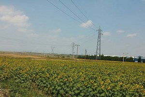 Manyas ve Bandırma`da ayçiçeği ekiminde artış