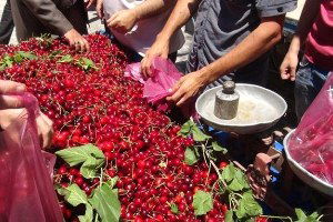 Mardin`de Kiraz Bereketi Yaşanıyor
