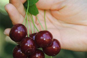 Meyve Sululuk Vişne Sezonu 1,5 Liradan Açtı