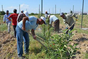 Meyveciliği `eğitim kampüsü`nde öğrenecekler