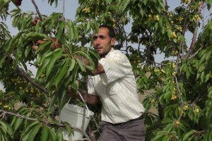 Muş`ta Kiraz Bereketi