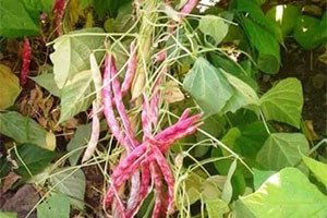 Ovacık`ta, Fasulye ve Barbunya Sezonu Başladı