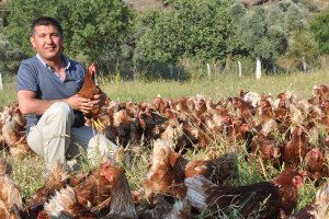 Özgür Tavuklar`ın Yumurtasını `Gagak` Markasıyla Sofraya Taşıdı
