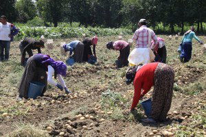 Patates Fiyatları Güldürdü, Rekolte Üzdü