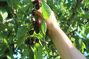 Rusya`daki kriz ve yağış Türk kirazını vurdu
