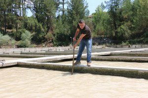Sağanak, Balık Çiftliklerine Zarar Verdi
