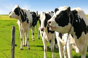 Sığır Yetiştiricilerine Destek