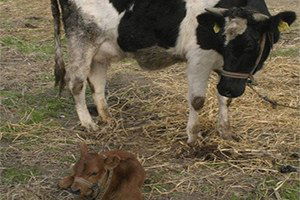 Süt Üreticisi Destek Almazsa Kriz Kapıda