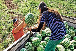 Tarlada para etmeyen karpuz marketlerde 1,5 liradan satılıyor