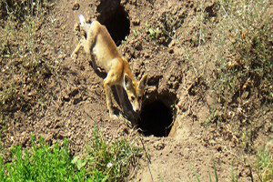 Tilki popülasyonu çiftçilerin yüzünü güldürdü