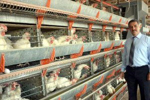 Üniversitede Tavukların Yumurtlama Performansları Ölçülüyor