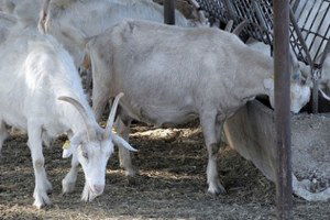 `Üniversiteli Keçiler` Embriyo Transferiyle Çoğalacak