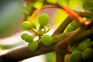 Üzümün Sapını Güçlendirip Dünyaya Satacaklar