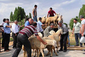 Van`da Çiftçilere Damızlık Koç Dağıtımı