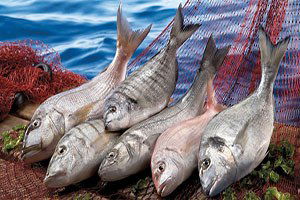 Yetiştiricilik artıyor avcılık azalıyor