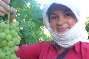 Yılın İlk Üzüm Hasadı Yapıldı