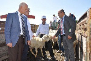 Yozgat`ta Besicilere Damızlık Koç Dağıtımı Yapıldı