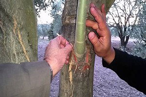 Kırıkhan`da Yabani Zeytin Aşılama Çalışmaları
