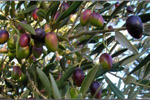 Zeytinde Yılda Ortalama 6 Bin Tonluk Kayıp Önlenecek