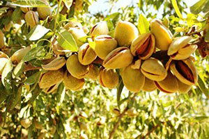 4 yılda 400 milyon dolarlık badem ithal edildi