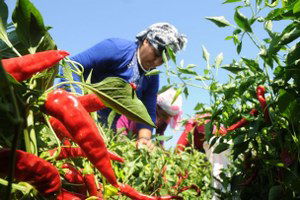 Gaziantep`te Acı Biber Hasadı Başladı
