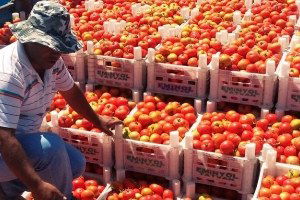 Adilcevaz`da Domates Hasadı Başladı