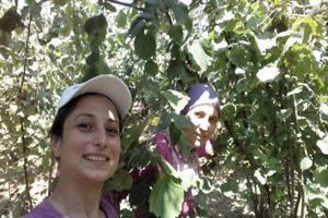 Akçakoca`da Fındık Toplanmaya Başlandı