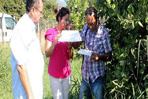 Kumluca`da Akdeniz meyve sineği ile mücadele başlatıldı