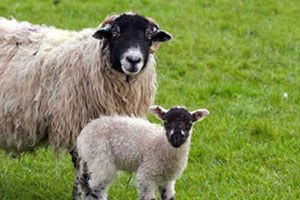 Aksaray`da Hayvan Varlığı Sayısı Yedi Yılda Sekiz Kat Arttı