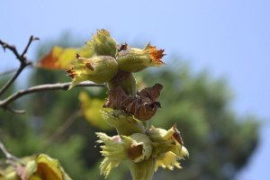 Alaplı`da Fındık Hasadı Erken Başladı