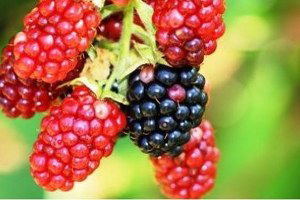 Alaplı`da Böğürtlen Yetiştiriciliği