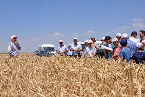 Altıntaş`ta Tarla Günü