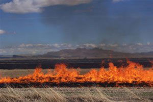 Anız Ateşi Ormana Sıçradı, Helikopter Havadan Müdahale Etti