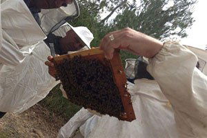 Arıcılık Eğitiminde Yeni Dönem