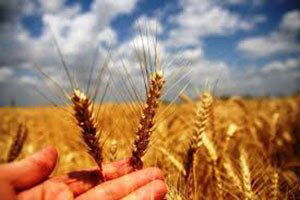 Arpada hasadın sonuna doğru