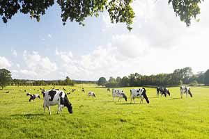 Yüksek girdi maliyeti kıskacındaki kırmızı ette arz yetersiz, talep yüksek