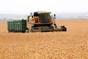 Aspir ürününde, ilk hasat alındı