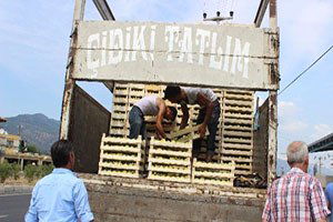 Mudanya`da İncir Hasadı Buruk Başladı