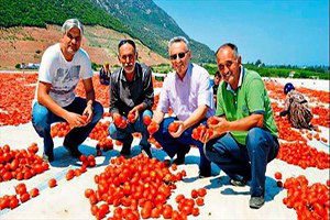 Avrupa, Manisa domatesi istiyor