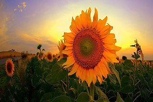 `Türkiye`nin ayçiçeği politikası yabancı çiftçiye kazandırıyor`